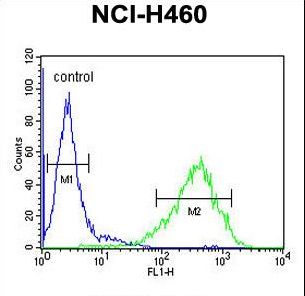 GRAB / RAB3IL1 Antibody - RAB3IL1 Antibody flow cytometry of NCI-H460 cells (right histogram) compared to a negative control cell (left histogram). FITC-conjugated goat-anti-rabbit secondary antibodies were used for the analysis.