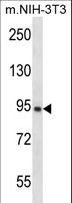 GRAMD1A Antibody - GRAMD1A Antibody western blot of mouse NIH-3T3 cell line lysates (35 ug/lane). The GRAMD1A antibody detected the GRAMD1A protein (arrow).