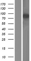 GRAMD1B Protein - Western validation with an anti-DDK antibody * L: Control HEK293 lysate R: Over-expression lysate