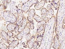 GRAMD3 Antibody - Immunochemical staining of human GRAMD3 in human placenta with rabbit polyclonal antibody at 1:100 dilution, formalin-fixed paraffin embedded sections.