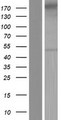 GRAMD3 Protein - Western validation with an anti-DDK antibody * L: Control HEK293 lysate R: Over-expression lysate