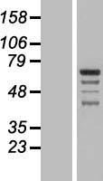 GRAMD4 Protein - Western validation with an anti-DDK antibody * L: Control HEK293 lysate R: Over-expression lysate