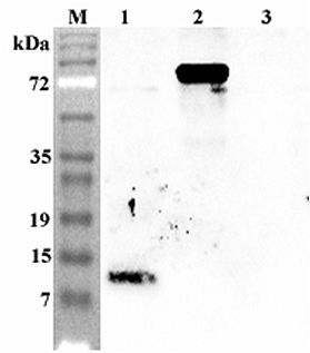 Granulin C Antibody - Western blot analysis using anti-Granulin C (human), pAb at 1:4000 dilution. 1: Human GRN C (His-tagged). 2: Human Progranulin (FLAG-tagged) (negative control).