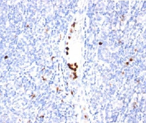 Granulocyte Antibody - IHC staining of tonsil tissue with Granulocyte Marker antibody (BM-2). Note specific cytoplasmic staining.
