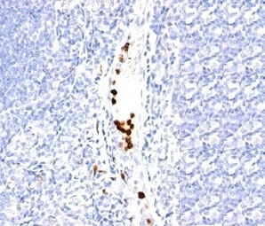 Granulocyte Antibody - Formalin-fixed, paraffin-embedded human tonsil stained with Granulocyte antibody (SPM250).  This image was taken for the unmodified form of this product. Other forms have not been tested.