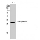 Granzyme B+H Antibody - Western blot of Granzyme B/H antibody