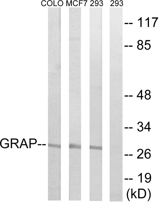 GRAP Antibody - Western blot analysis of lysates from 293, MCF-7, COLO cells, using GRAP Antibody. The lane on the right is blocked with the synthesized peptide.