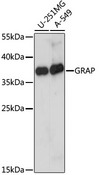 GRAP Antibody - Western blot analysis of extracts of various cell lines, using GRAP antibody at 1:1000 dilution. The secondary antibody used was an HRP Goat Anti-Rabbit IgG (H+L) at 1:10000 dilution. Lysates were loaded 25ug per lane and 3% nonfat dry milk in TBST was used for blocking. An ECL Kit was used for detection and the exposure time was 5s.