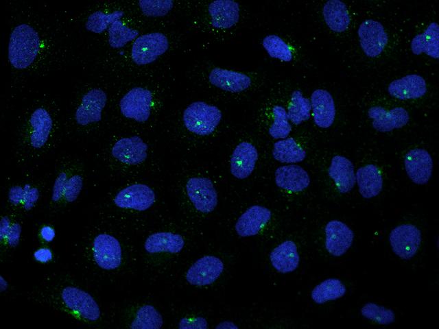 GRAP Antibody - Immunofluorescence staining of GRAP in U2OS cells. Cells were fixed with 4% PFA, permeabilzed with 0.1% Triton X-100 in PBS, blocked with 10% serum, and incubated with rabbit anti-Human GRAP polyclonal antibody (dilution ratio 1:200) at 4°C overnight. Then cells were stained with the Alexa Fluor 488-conjugated Goat Anti-rabbit IgG secondary antibody (green) and counterstained with DAPI (blue). Positive staining was localized to Centrosome.