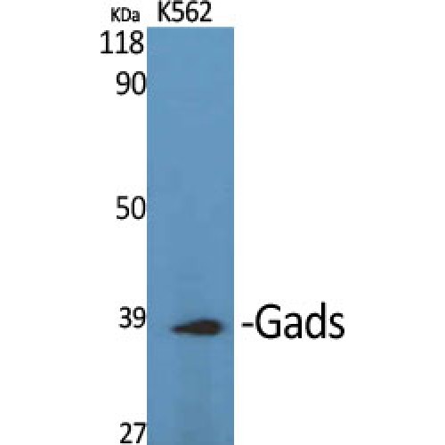 GRAP2 / GRID Antibody - Western blot of Gads antibody
