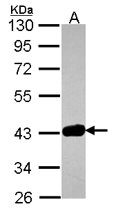 GRAP2 / GRID Antibody - Sample (30 ug of whole cell lysate). A: JurKat. 10% SDS PAGE. GRAP2 antibody diluted at 1:1000.
