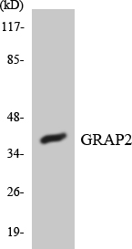 GRAP2 / GRID Antibody - Western blot analysis of the lysates from HUVECcells using GRAP2 antibody.