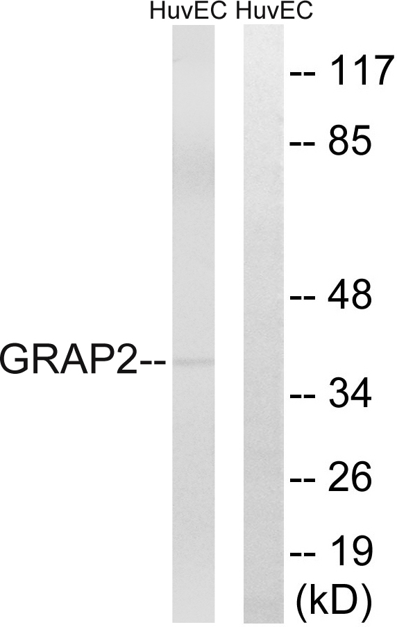 GRAP2 / GRID Antibody - Western blot analysis of lysates from HUVEC cells, using GRAP2 Antibody. The lane on the right is blocked with the synthesized peptide.