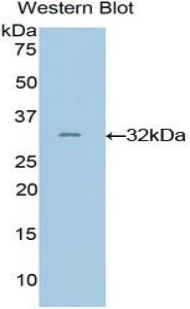 GRAP2 / GRID Antibody - Western blot of recombinant GRAP2 / GRID.  This image was taken for the unconjugated form of this product. Other forms have not been tested.