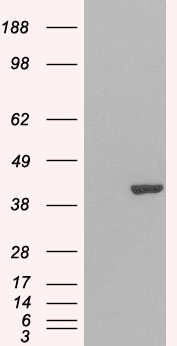 GRAP2 / GRID Antibody - HEK293 overexpressing GRAP2 (RC206546) and probed with (mock transfection in first lane).