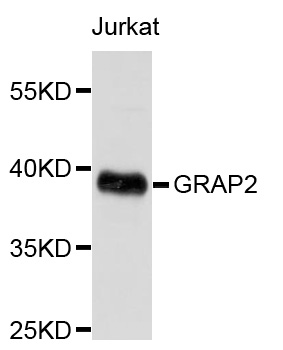 GRAP2 / GRID Antibody - Western blot analysis of extracts of Jurkat cells.