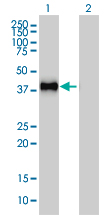 GRAP2 / GRID Antibody - Western blot of GRAP2 expression in transfected 293T cell line by GRAP2 monoclonal antibody (M01), clone 1G12.