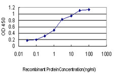 GRAP2 / GRID Antibody - Detection limit for recombinant GST tagged GRAP2 is approximately 0.03 ng/ml as a capture antibody.