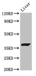 GRAP2 / GRID Antibody - Western Blot Positive WB detected in:Rat liver tissue All Lanes:GRAP2 antibody at 3µg/ml Secondary Goat polyclonal to rabbit IgG at 1/50000 dilution Predicted band size: 38,25 KDa Observed band size: 38 KDa