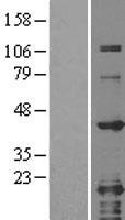 GRAP2 / GRID Protein - Western validation with an anti-DDK antibody * L: Control HEK293 lysate R: Over-expression lysate