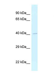 GRASP Antibody - GRASP antibody Western blot of Small Intestine lysate. Antibody concentration 1 ug/ml.  This image was taken for the unconjugated form of this product. Other forms have not been tested.