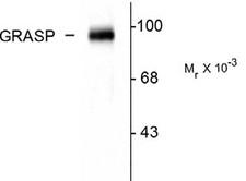 GRASP Antibody - Western blot of rat cerebellar lysate showing the specific immunolabeling of the ~95k GRASP protein.