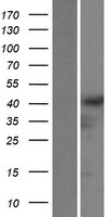 GRASP Protein - Western validation with an anti-DDK antibody * L: Control HEK293 lysate R: Over-expression lysate