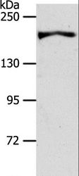 Gravin / AKAP12 Antibody - Western blot analysis of HT-29 cell, using AKAP12 Polyclonal Antibody at dilution of 1:600.