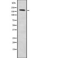 Gravin / AKAP12 Antibody - Western blot analysis of AKAP12 using Jurkat whole cells lysates