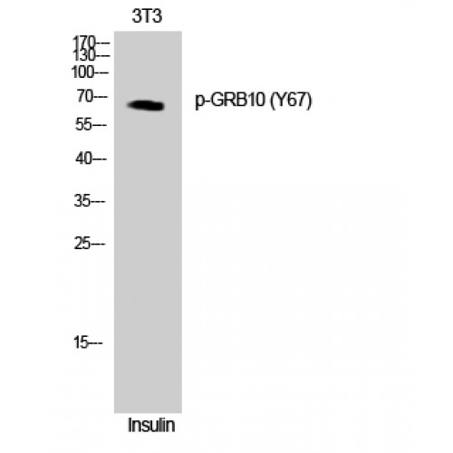 GRB10 Antibody - Western blot of Phospho-GRB10 (Y67) antibody