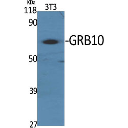 GRB10 Antibody - Western blot of GRB10 antibody