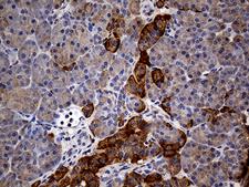 GRB10 Antibody - Immunohistochemical staining of paraffin-embedded Human pancreas tissue within the normal limits using anti-GRB10 mouse monoclonal antibody. (Heat-induced epitope retrieval by 1mM EDTA in 10mM Tris buffer. (pH8.5) at 120°C for 3 min. (1:500)