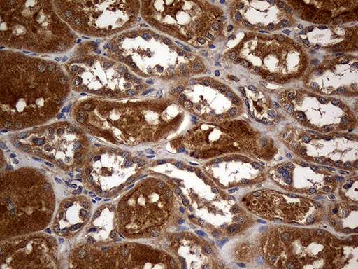 GRB10 Antibody - Immunohistochemical staining of paraffin-embedded Human Kidney tissue within the normal limits using anti-GRB10 mouse monoclonal antibody. (Heat-induced epitope retrieval by 1mM EDTA in 10mM Tris buffer. (pH8.5) at 120°C for 3 min. (1:500)