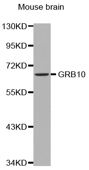 GRB10 Antibody - Western blot analysis of extracts of mouse brain tissue.
