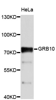 GRB10 Antibody - Western blot analysis of extracts of HeLa cells, using GRB10 antibody at 1:1000 dilution. The secondary antibody used was an HRP Goat Anti-Rabbit IgG (H+L) at 1:10000 dilution. Lysates were loaded 25ug per lane and 3% nonfat dry milk in TBST was used for blocking. An ECL Kit was used for detection and the exposure time was 60s.