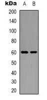 GRB10 Antibody - Western blot analysis of GRB10 expression in NIH3T3 (A); K562 (B) whole cell lysates.