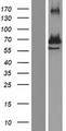 GRB10 Protein - Western validation with an anti-DDK antibody * L: Control HEK293 lysate R: Over-expression lysate