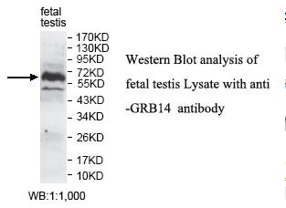 GRB14 Antibody