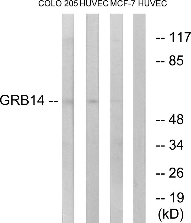 GRB14 Antibody - Western blot analysis of lysates from HUVEC, COLO, and MCF-7 cells, using GRB14 Antibody. The lane on the right is blocked with the synthesized peptide.