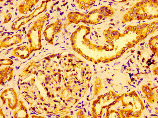 GRB14 Antibody - Immunohistochemistry image at a dilution of 1:100 and staining in paraffin-embedded human kidney tissue performed on a Leica BondTM system. After dewaxing and hydration, antigen retrieval was mediated by high pressure in a citrate buffer (pH 6.0) . Section was blocked with 10% normal goat serum 30min at RT. Then primary antibody (1% BSA) was incubated at 4 °C overnight. The primary is detected by a biotinylated secondary antibody and visualized using an HRP conjugated SP system.