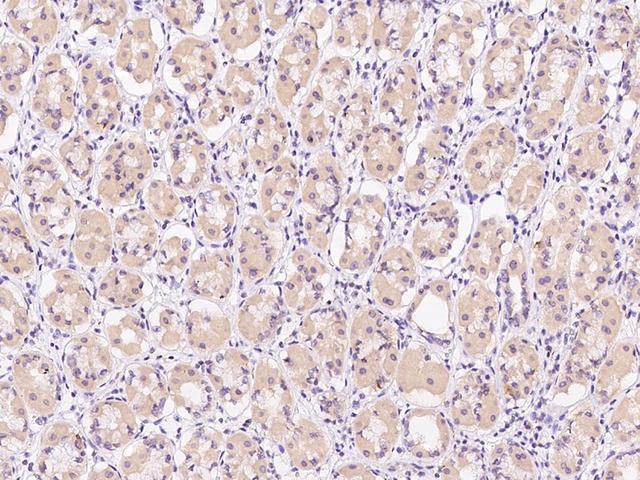 GRB14 Antibody - Immunochemical staining of human GRB14 in human liver with rabbit polyclonal antibody at 1:500 dilution, formalin-fixed paraffin embedded sections.