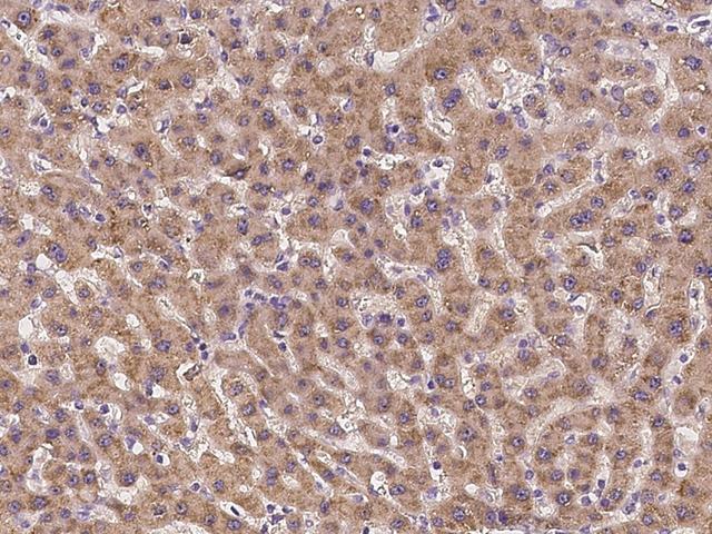 GRB14 Antibody - Immunochemical staining of human GRB14 in human stomach with rabbit polyclonal antibody at 1:500 dilution, formalin-fixed paraffin embedded sections.