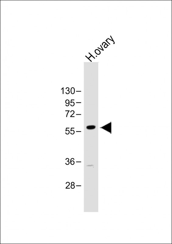 GRB14 Antibody - Overlay histogram showing A549 cells stained with GRB14 Antibody (N-Term) (green line). The cells were fixed with 2% paraformaldehyde (10 min) and then permeabilized with 90% methanol for 10 min. The cells were then icubated in 2% bovine serum albumin to block non-specific protein-protein interactions followed by the antibody (GRB14 Antibody (N-Term), 1:25 dilution) for 60 min at 37°C. The secondary antibody used was Goat-Anti-Rabbit IgG,DyLight® 488 Conjugated Highly Cross-Adsorbed (1583138) at 1/200 dilution for 40 min at 37°C. Isotype control antibody (blue line) was rabbit IgG1 (1µg/1x10^6 cells) used under the same conditions. Acquisition of >10,000 events was performed.