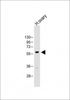 GRB14 Antibody - Overlay histogram showing A549 cells stained with GRB14 Antibody (N-Term) (green line). The cells were fixed with 2% paraformaldehyde (10 min) and then permeabilized with 90% methanol for 10 min. The cells were then icubated in 2% bovine serum albumin to block non-specific protein-protein interactions followed by the antibody (GRB14 Antibody (N-Term), 1:25 dilution) for 60 min at 37°C. The secondary antibody used was Goat-Anti-Rabbit IgG,DyLight® 488 Conjugated Highly Cross-Adsorbed (1583138) at 1/200 dilution for 40 min at 37°C. Isotype control antibody (blue line) was rabbit IgG1 (1µg/1x10^6 cells) used under the same conditions. Acquisition of >10,000 events was performed.