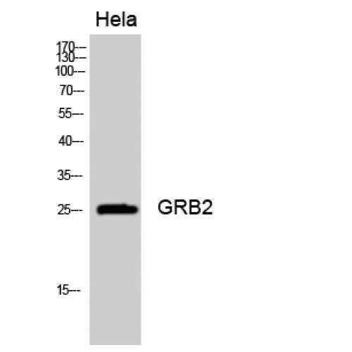 GRB2 Antibody - Western blot of GRB2 antibody