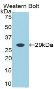 GRB2 Antibody - Western blot of recombinant GRB2.  This image was taken for the unconjugated form of this product. Other forms have not been tested.