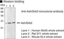 GRB2 Antibody
