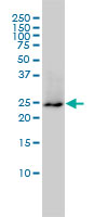 GRB2 Antibody - GRB2 monoclonal antibody (M01A), clone 4C6-H6 Western Blot analysis of GRB2 expression in HL-60.