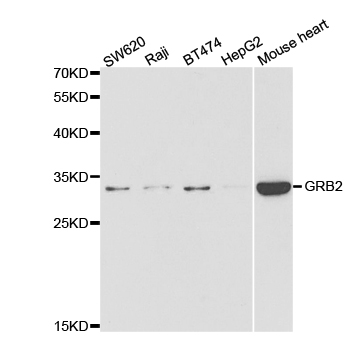 GRB2 Antibody - Western blot analysis of extracts of various cell lines.