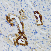 GRB2 Antibody - Immunohistochemistry of paraffin-embedded mouse kidney tissue.